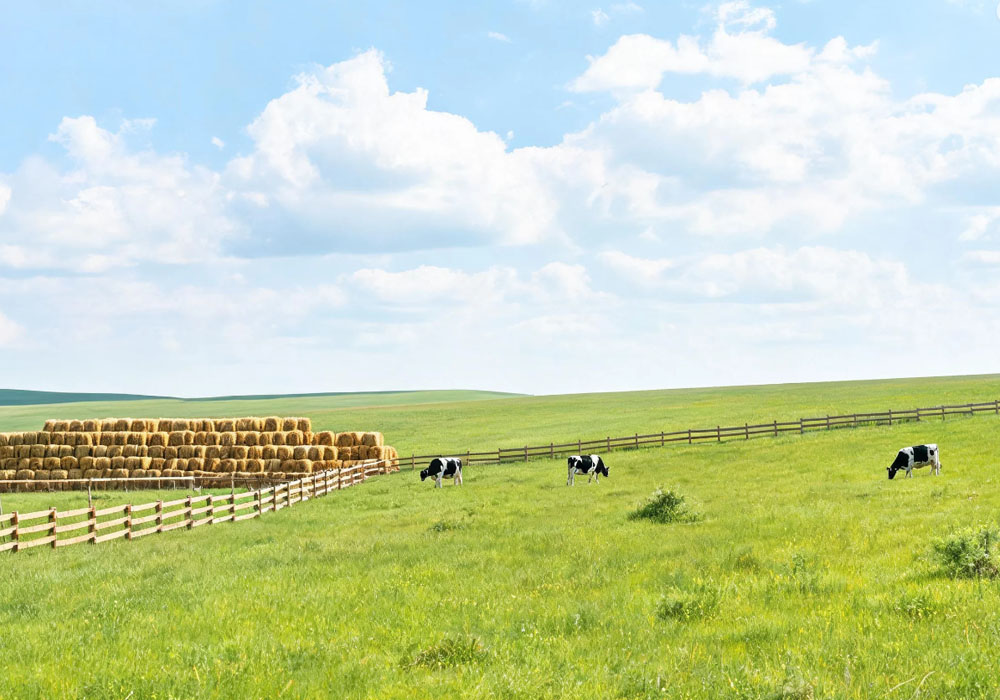 pasture